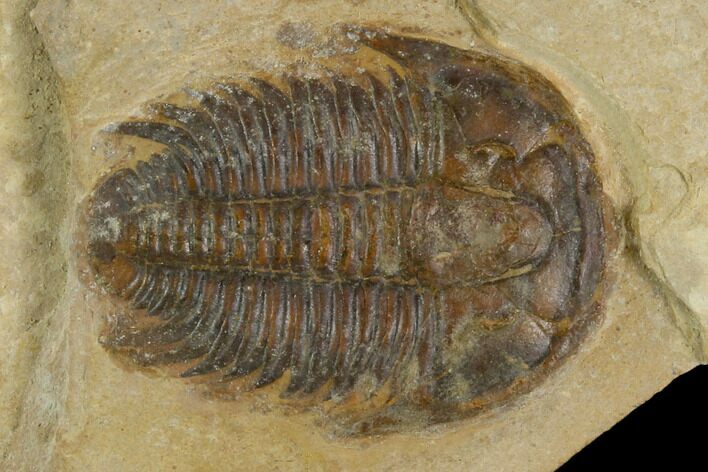 Modocia Typicalis Trilobite - Utah #125478